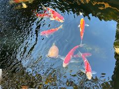 -鲤院·新中式美学·庭院餐厅(夫子庙店)