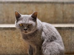 -more than meow吴止猫主题餐厅(承德 中船汇店)