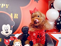 -超宠爱宠物摄影-Super pet