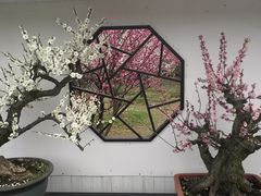 -香雪海