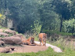 -北京野生动物园