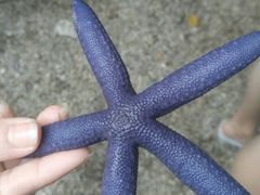 -麦哲伦十字架
