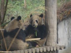 -中国大熊猫保护研究中心雅安碧峰峡基地