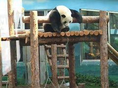 -大连森林动物园