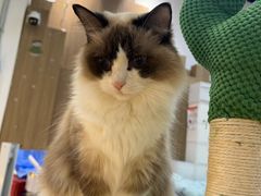 -COLOR PETS 撸猫馆·购猫·猫咖(长风大悦城店)