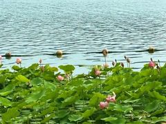 -天鹅湖体育公园