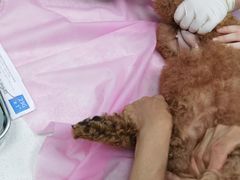 -北京观赏动物医院·24小时大型综合·猫专科·异宠专科