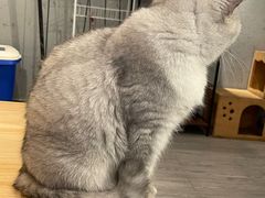 -猫亿天猫咖