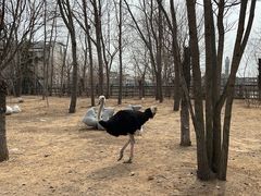 -大连森林动物园