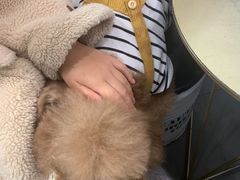 -Tim炒酸奶
