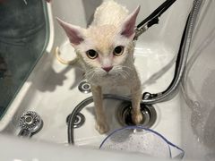 -PETKIT 小佩宠物·低压洗护·美容·寄养(安远店)