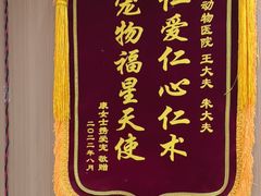 -米苏动物医院·犬猫专科·骨科外科内窥镜