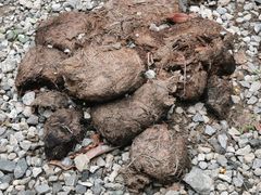 -大象粑粑造纸公园