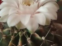 -中环花鸟鱼虫市场