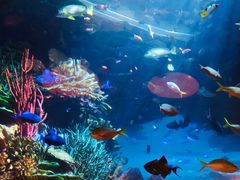 -迪拜帆船酒店海底餐厅