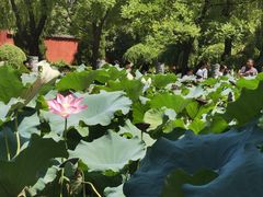-洛阳白马寺