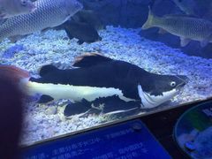 -上海长江河口科技馆