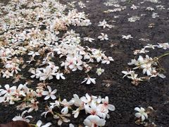 iphone_upload_pic-千岛湖龙川湾
