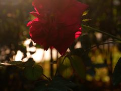 -人民公园(罗湖区)