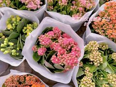 -北京世界花卉大观园