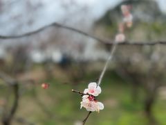 -无锡梅园公园