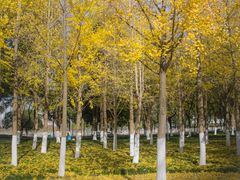 -西北湖绿化广场