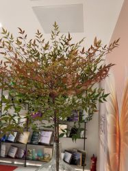 -佳颜轻医美·美学抗衰中心