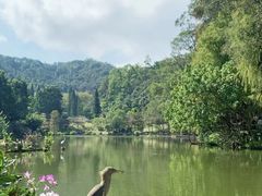 -深圳仙湖植物园