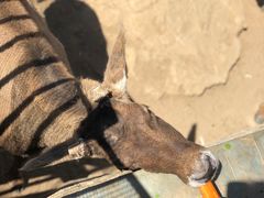 -石家庄市动物园