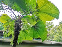 -植物园哈利亚餐厅