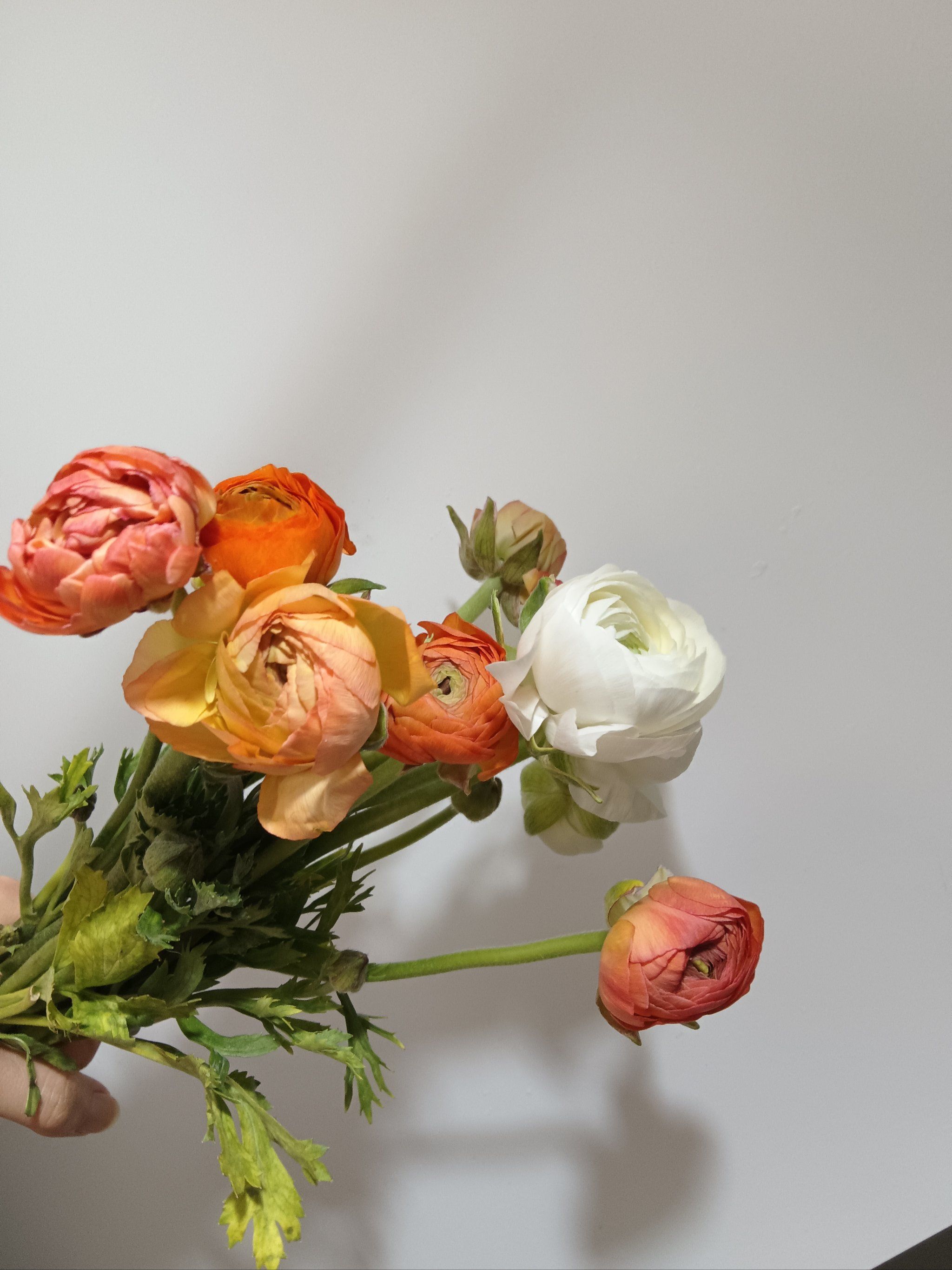 最喜欢白色洋牡丹