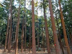-中国科学院西双版纳热带植物园