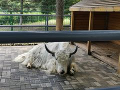 -长白岛森林公园