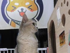 -逗柴咖啡屋·狗咖猫咖宠物桌游
