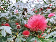 -中国科学院西双版纳热带植物园