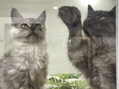 -青奢宠物·青奢猫舍