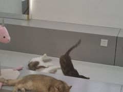 -糯米喵星人·撸猫猫舍咖啡馆(西市场嘉华店)