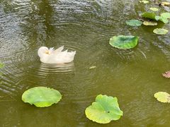 -翠湖公园