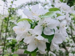 -海棠花溪(元大都城垣遗址公园)