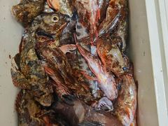 -西涌国际滨海旅游区