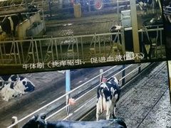-君乐宝优致牧场