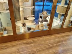 -猫大福·Fortune Cat猫舍(百子湾店)