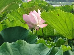 -莲花池公园