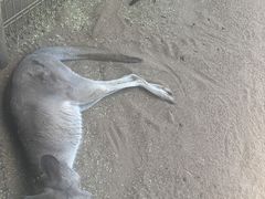 -费瑟代尔野生动物园