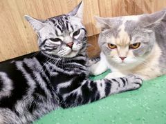 -藦茜花园宠物主题亲子互动体验馆(国顺东路店)