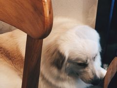 -尤加利咖啡馆