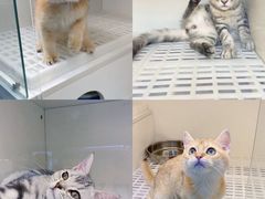 -lincat·猫舍(广州店)