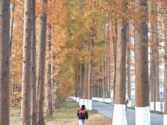 -黄海国家森林公园