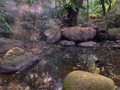 -深圳仙湖植物园