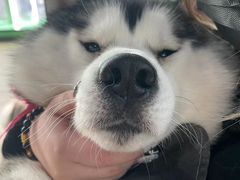 -Husky Go! 哈士奇体验馆·宠物咖啡厅狗咖